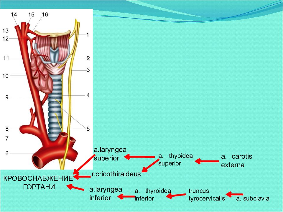 Нерв глотки. Кровоснабжение гортани. Кровоснабжение и иннервация гортани. Анатомия гортани кровоснабжение и иннервация. Кровоснабжение мышц гортани.