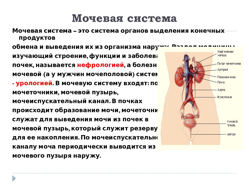 Исследование мочевой системы у животных презентация