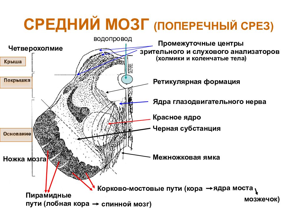 У животного наблюдается гиперфагия раздражение какого отдела мозга дает такую картину