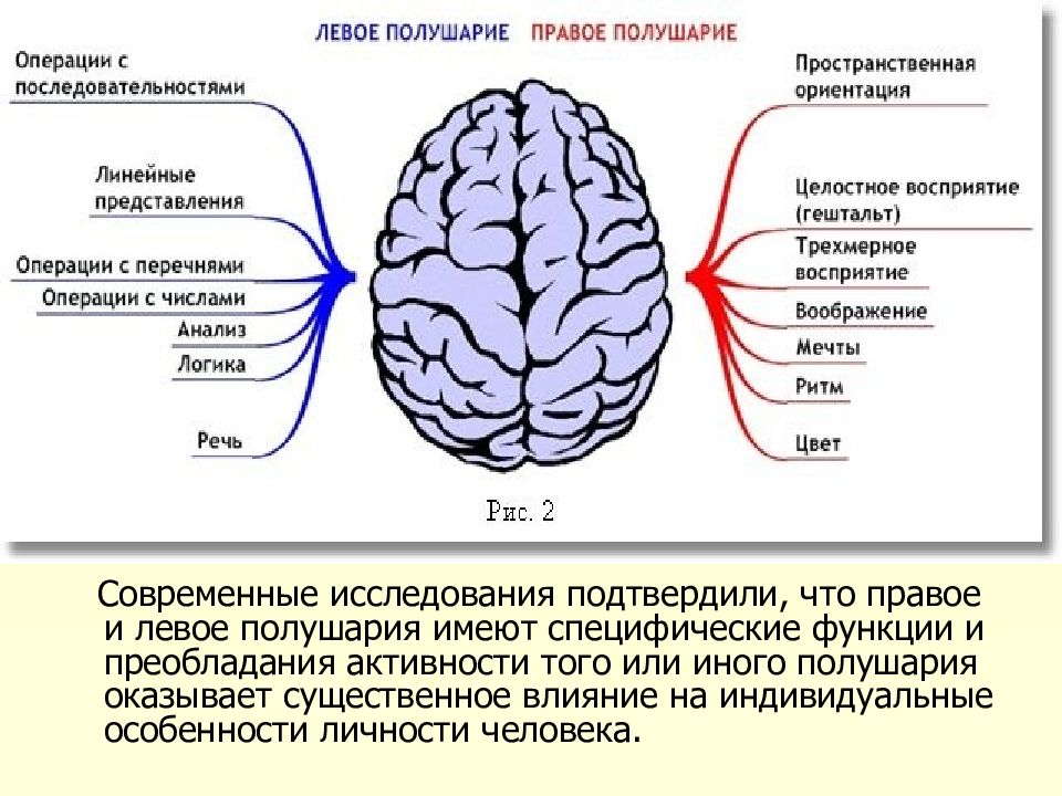 Правому и левому полушарию мозга характеристика. Функции правого и левого полушария головного мозга кратко. Функции левого и правого полушария большого мозга. Левое полушарие правое полушарие.