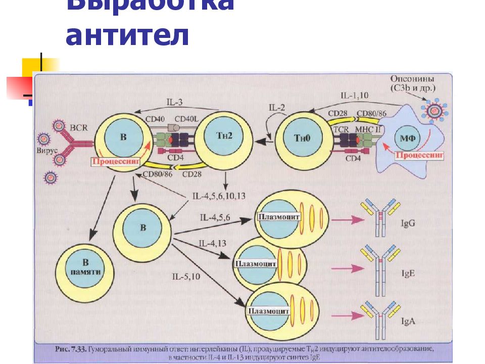 В организме человека антитела вырабатывают. Механизм образования антител схема. Схема выработки антител. Механизм выработки антител. Как вырабатываются антитела.