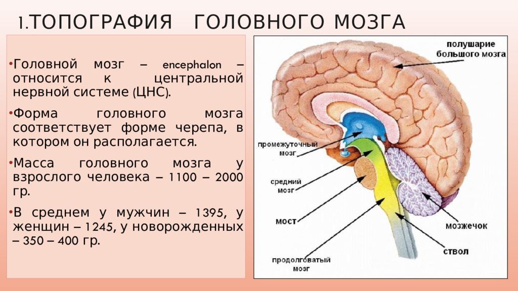 Нервы промежуточного мозга. Топография отделов головного мозга. Мозг человека анатомия и физиология. Головной мозг топографи. Отделы промежуточного мозга.