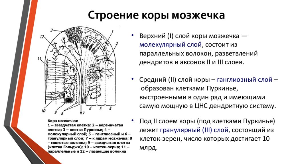 Строение коры. Структура коры и ядер мозжечка. Строение мозжечка молекулярный слой. Строение молекулярного слоя коры мозжечка. Мозжечок гистология схема.