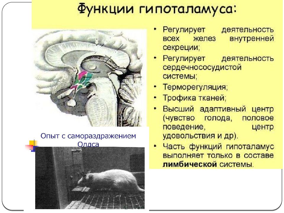 Промежуточный мозг регулирует. Промежуточный мозг презентация. Функции которые выполняет промежуточный мозг. Нарушения промежуточного мозга.
