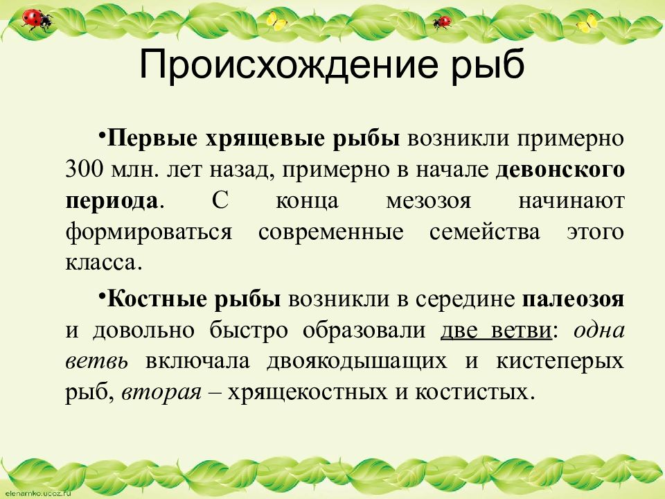 Происхождение рыб презентация 7 класс