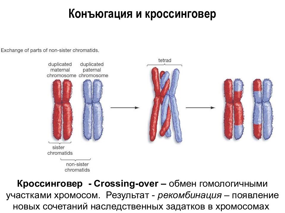 Конъюгация и кроссинговер хромосом