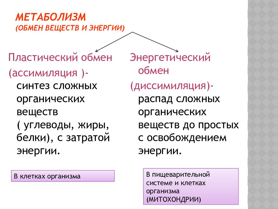 Метаболизм (Обмен веществ и энергии)