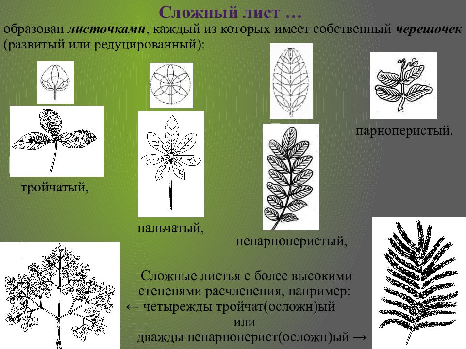 Листья редуцированы