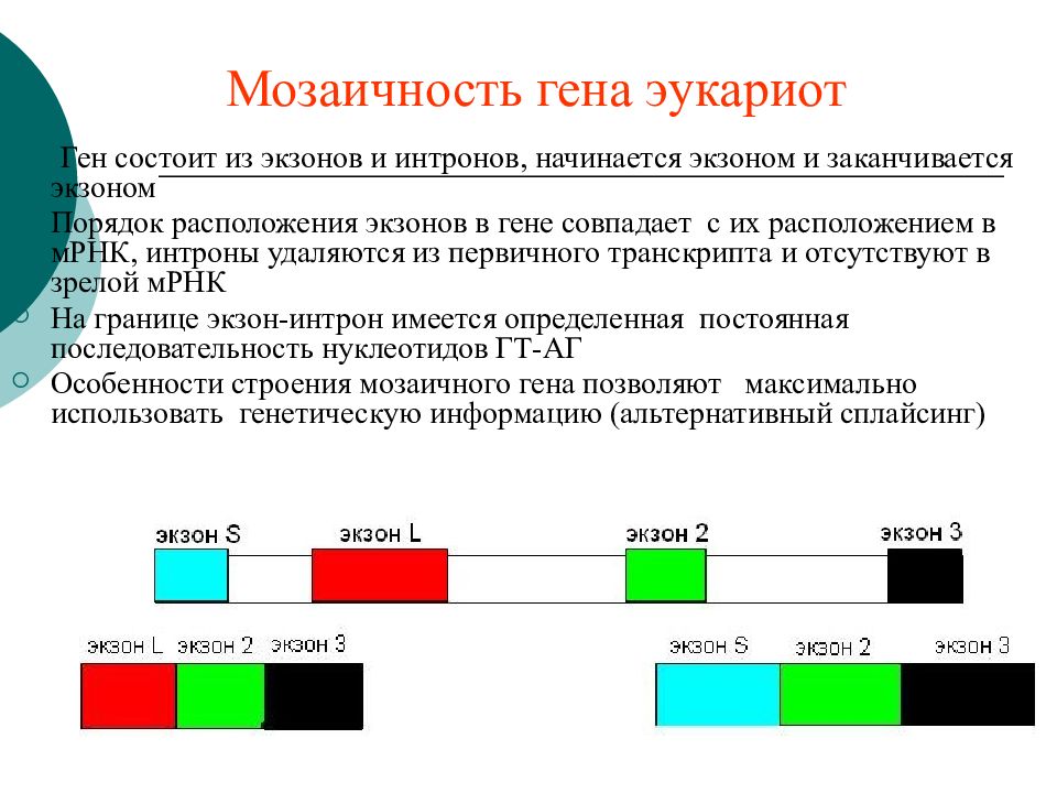 Ген определение генетика. Мозаичная структура генов эукариот. Мозаичность генов. Мозаичность структурных генов. Мозаичность Гена.