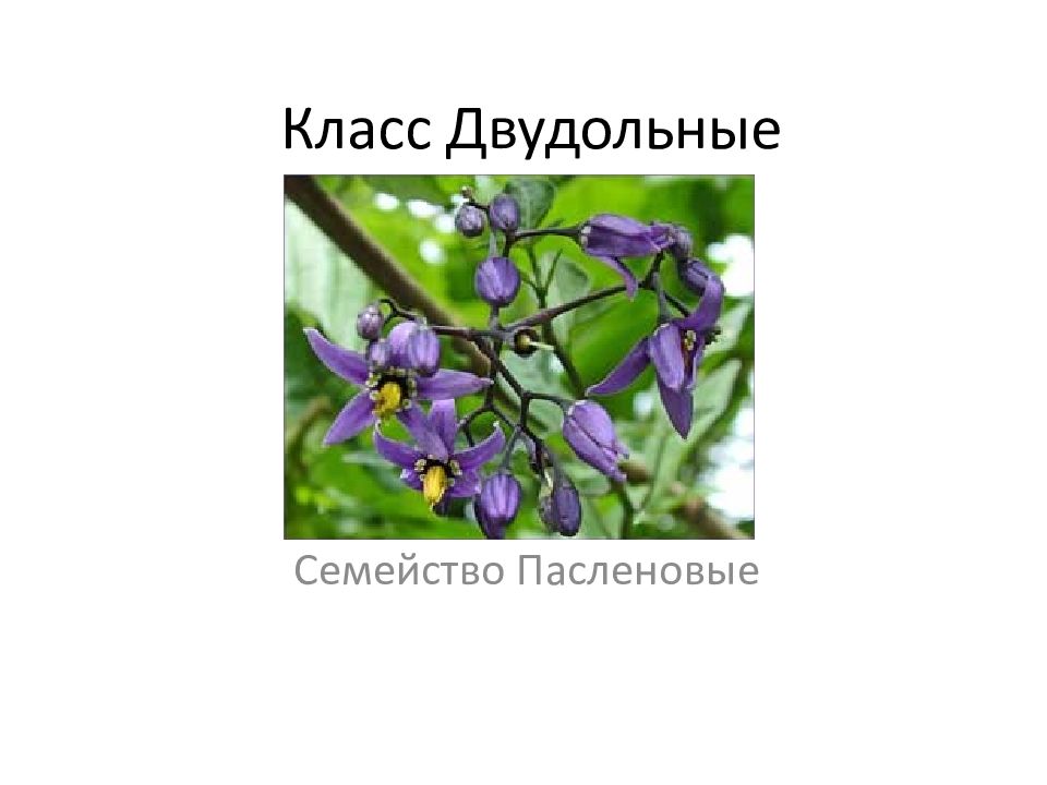 Класс двудольные род жимолость. Класс двудольные семейство Паслёновые. Лекарственные растения из класса двудольные. Пасленовые Однодольные или двудольные. Двудольные семейство Паслёновые представители.