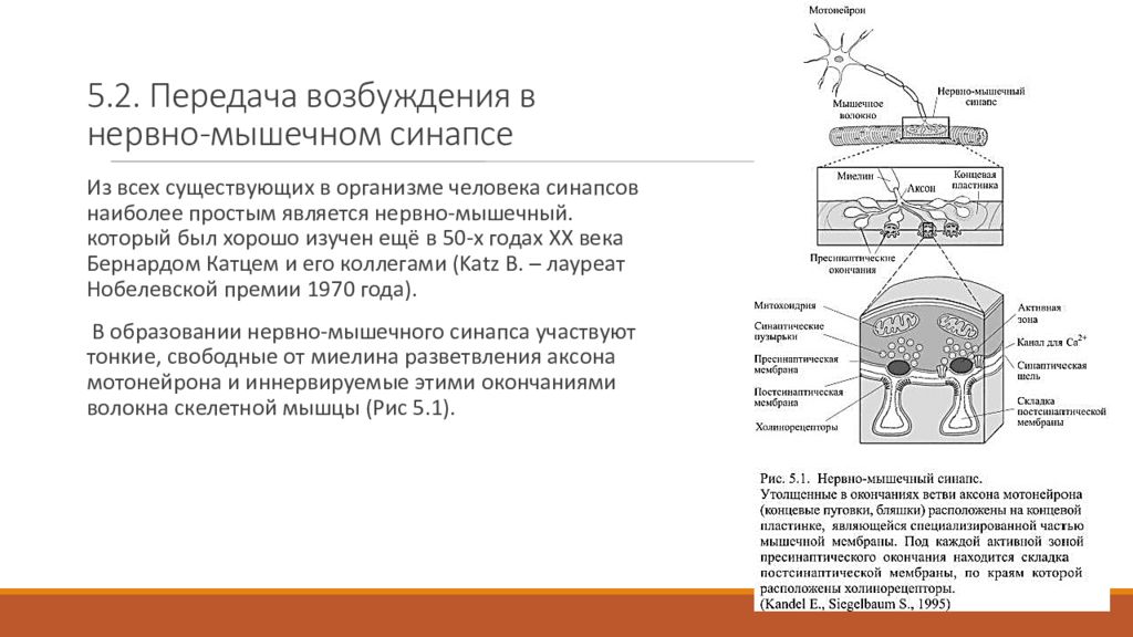 Утомление синапса. Утомление синапса