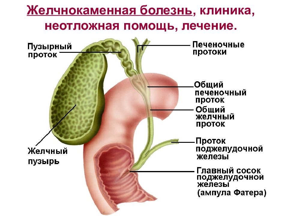 Очистка печени и желчевыводящих путей у женщин препараты схема