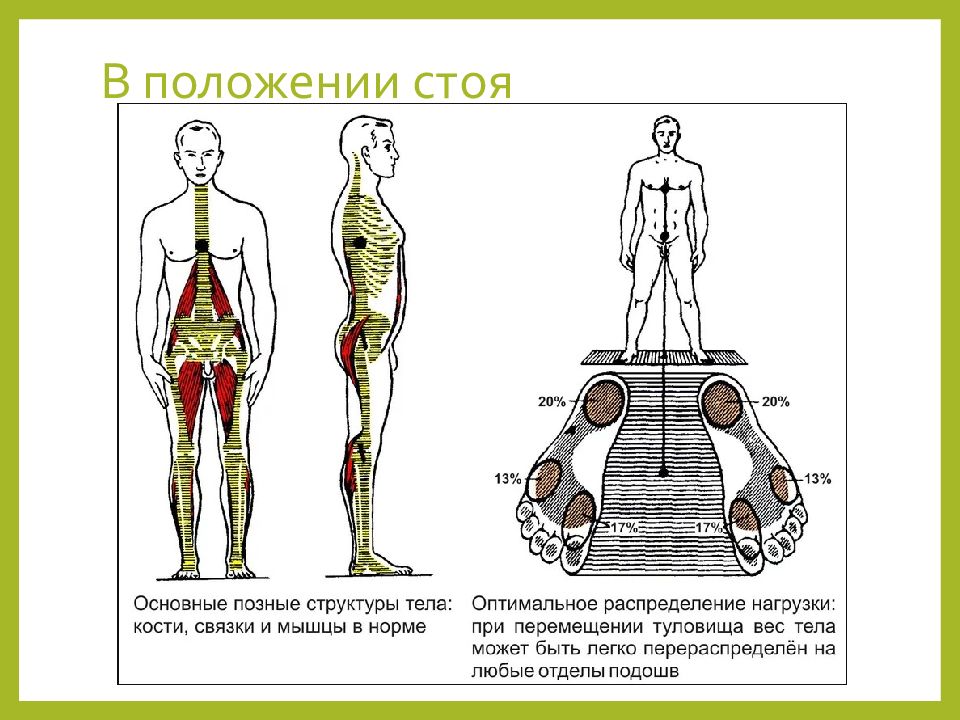 Положение сети. Биомеханика в положении стоя. Биомеханика стояния. Биомеханика и эргономика. Наклон туловища биомеханика.