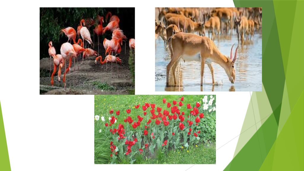 Tabiat bilan tanishtirish orqali maktabgacha yoshdagi bolalarda ekologik