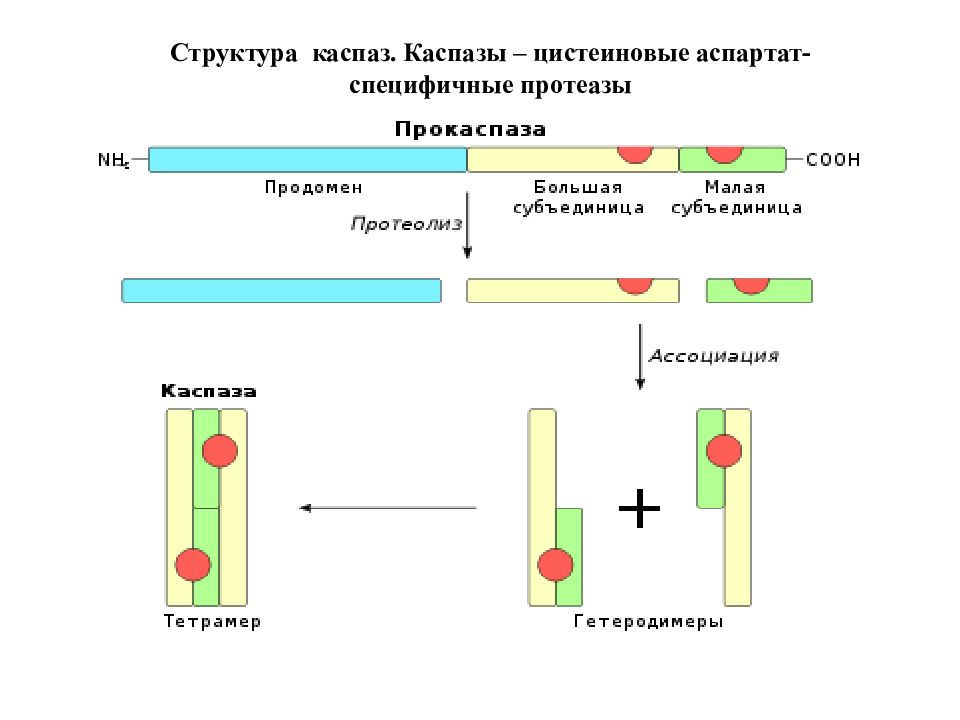 Структура 50. Каспазы апоптоз. Апоптоз механизм каспазы. Каспазы биохимия. Роль каспаз в апоптозе.