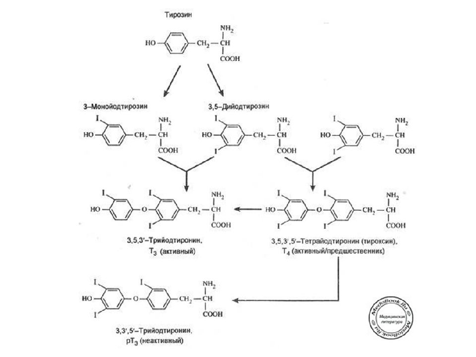 Синтез тиреоидных гормонов схема