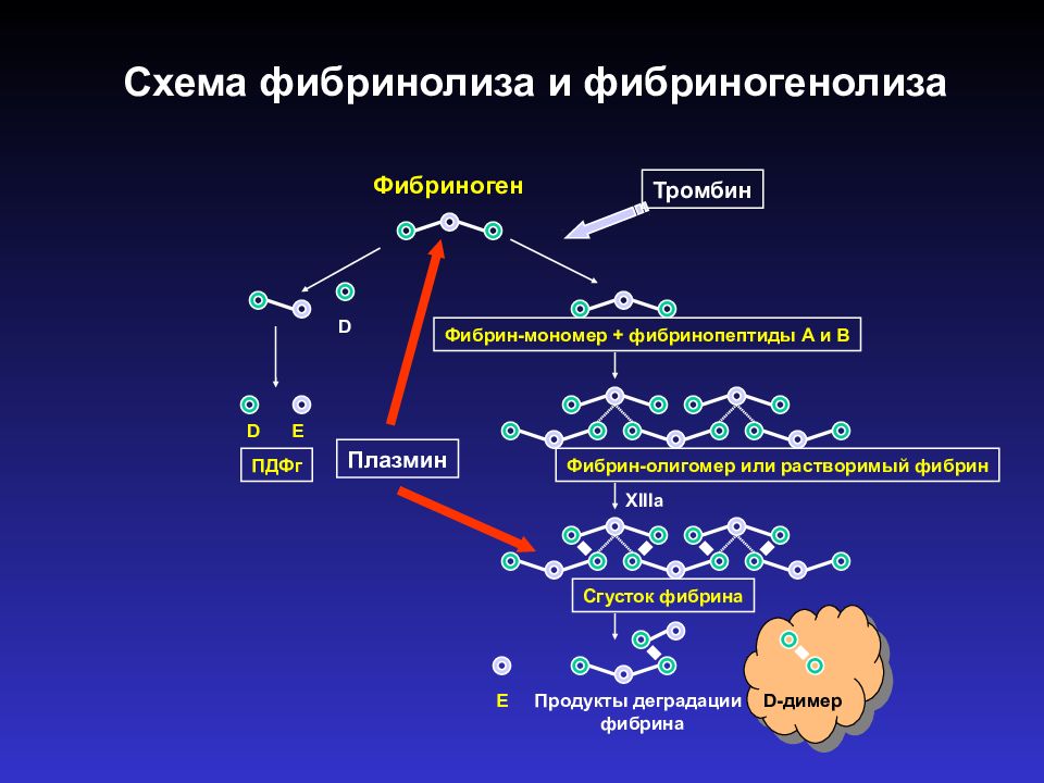 Тромбин. Схема развития реакций фибринолиза. Схема фибринолиза биохимия. Фибринолиз схема физиология. Механизм фибринолиза.