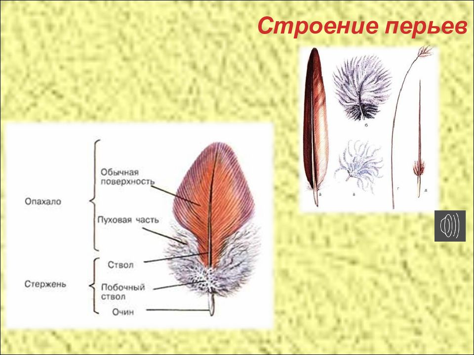 Кто такие птицы окружающий мир 1 класс презентация