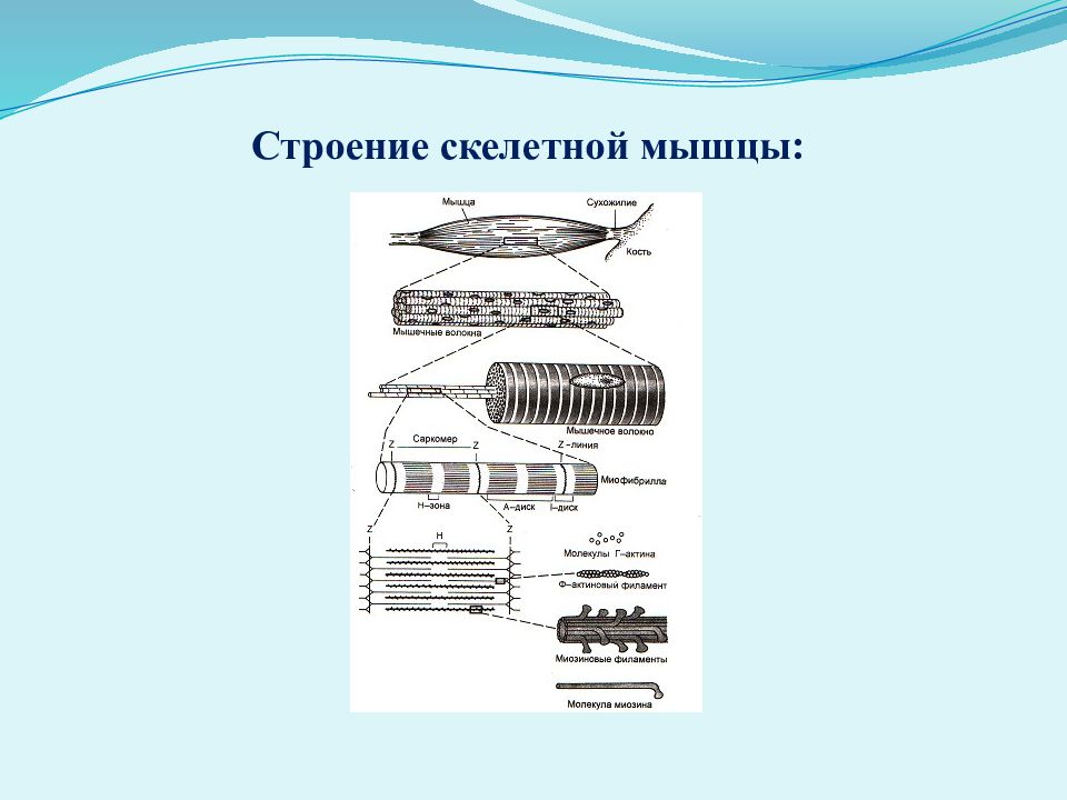 Физиология возбудимых тканей презентация