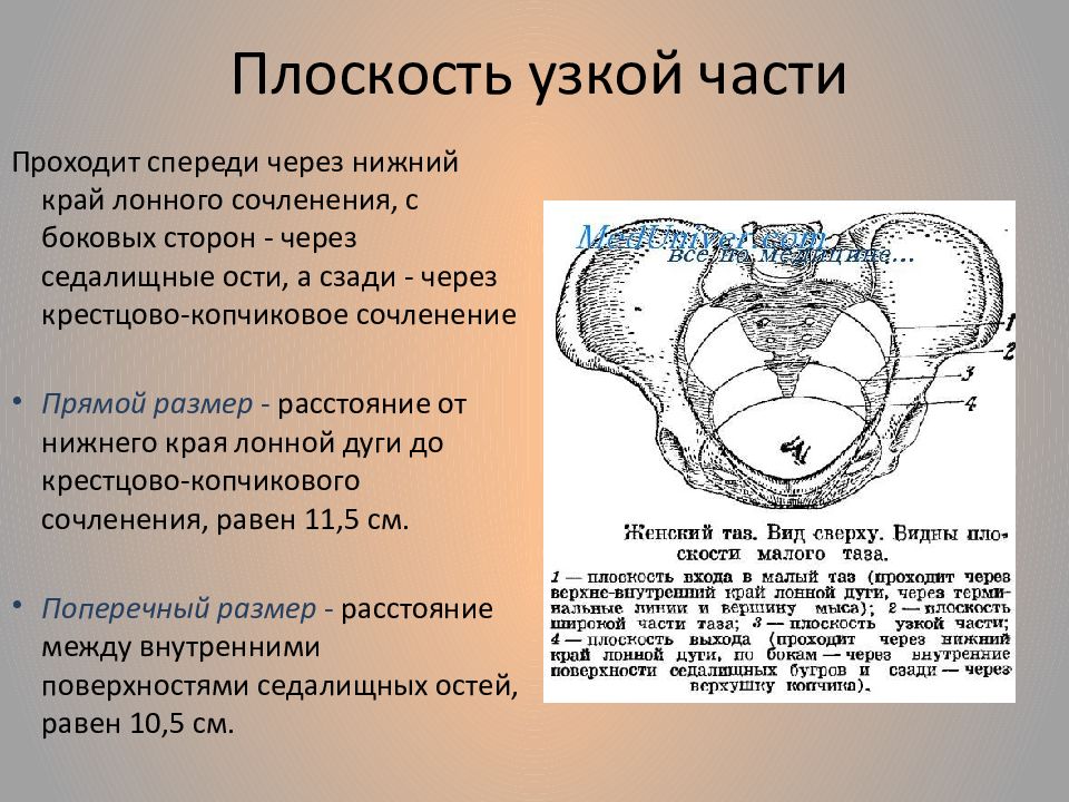 Таз с акушерской точки зрения. Женский таз с акушерской точки. Женский таз с акушерской точки зрения. Строение женского таза с акушерской точки зрения.