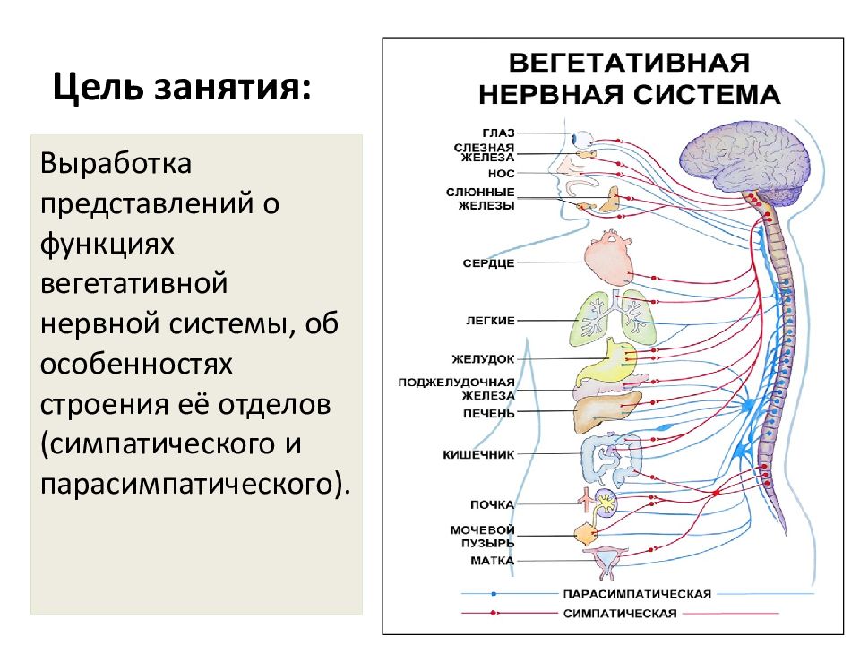 Отделы вегетативной нервной системы схема