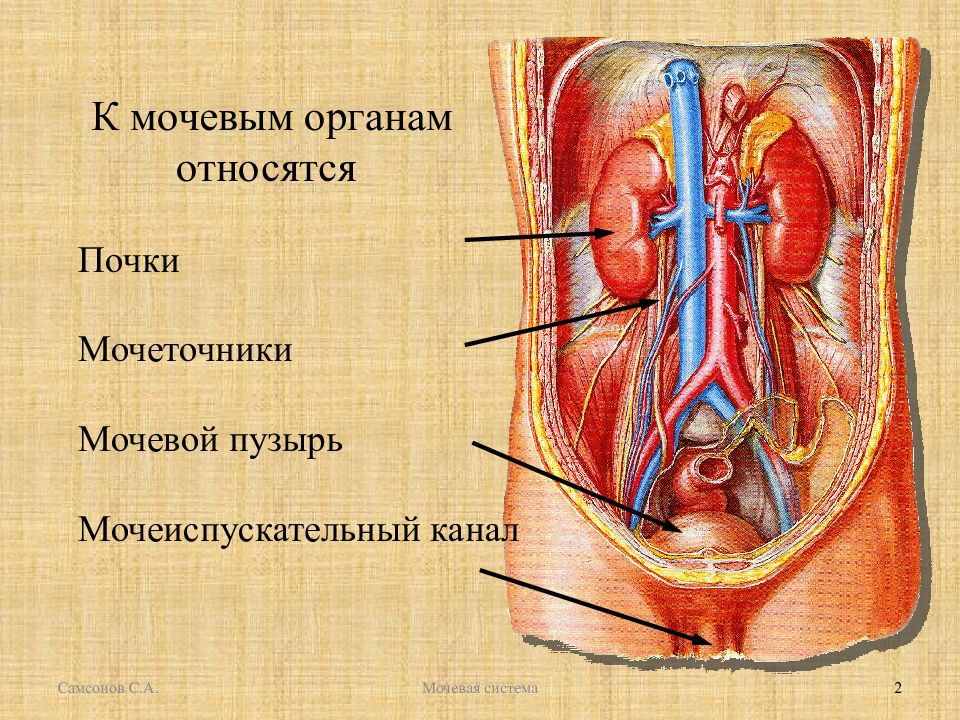 Мочевая система женщины фото