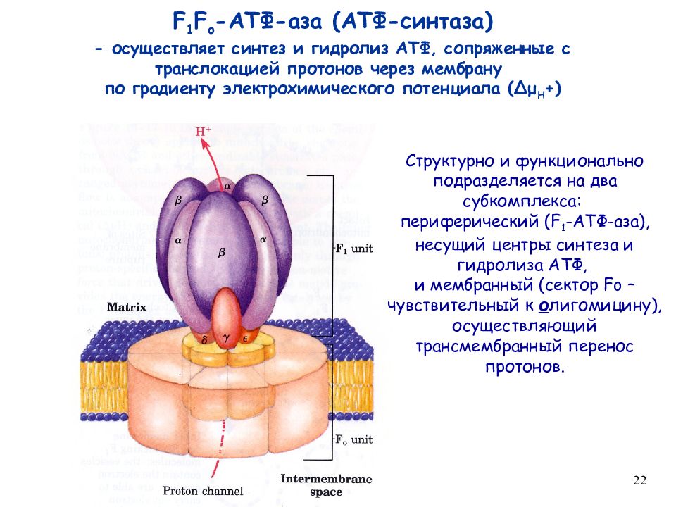 Строение атф синтазы. АТФ синтаза строение. АТФ синтаза в митохондрии. АТФ синтаза под микроскопом. АТФ синтаза реакция.
