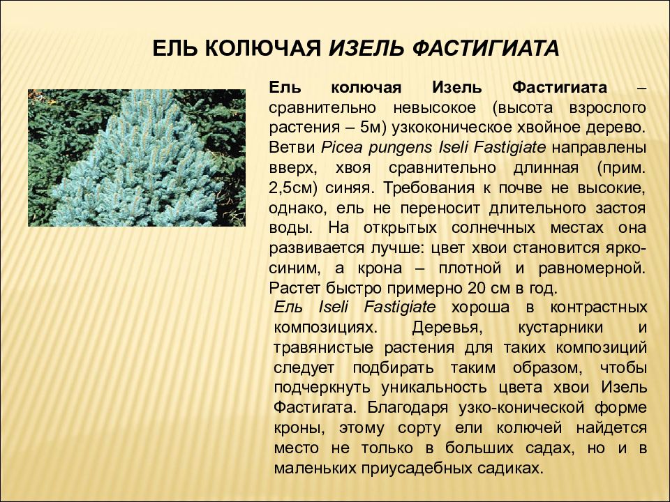 Использование ели. Ель колючая Picea pungens 