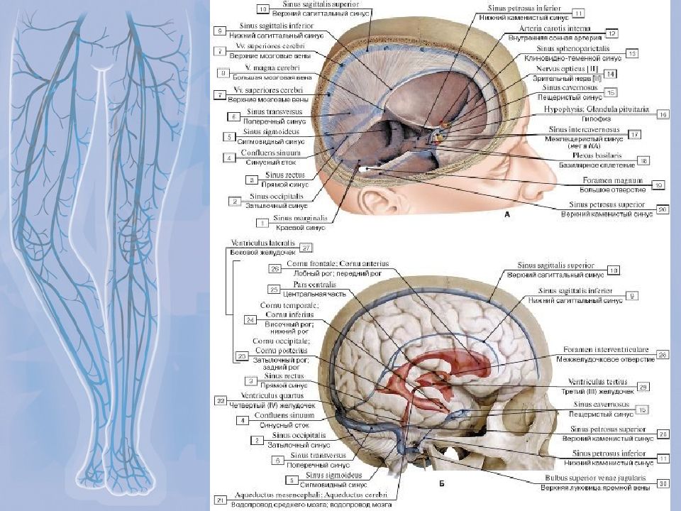 Синусы вен. Вены лица и синусы твердой мозговой оболочки. Вены и ликвор в синусах мозга. Венозные синусы головного мозга планшет.