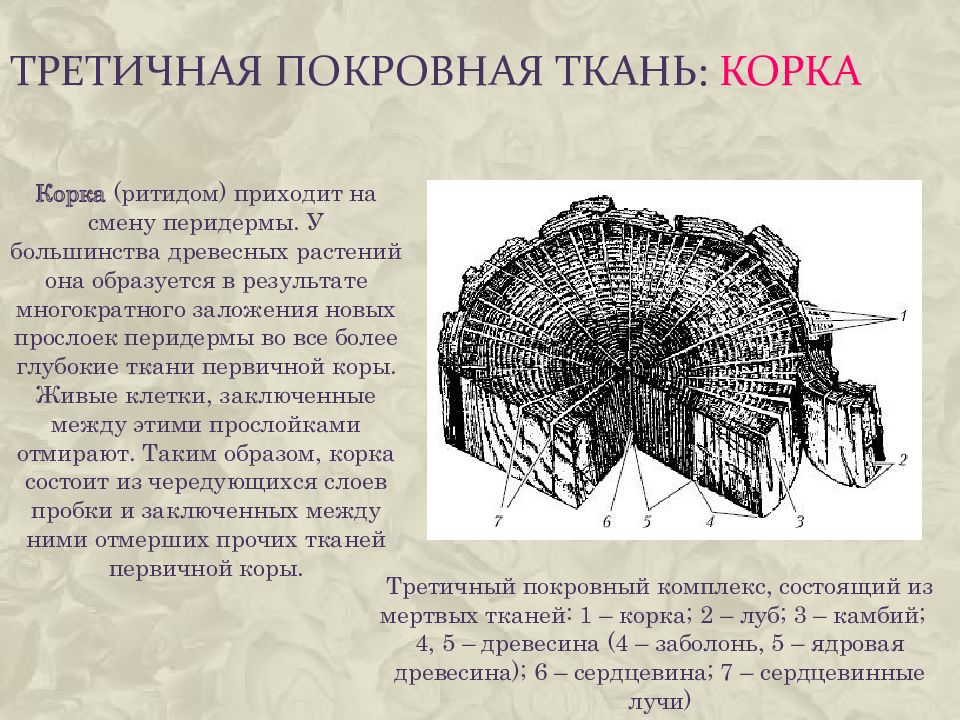 Корка ткани растений. Покровные ткани ритидом (корка) функции. Третичная покровная ткань. Третичная покровная ткань растений. Третичная покровная ткань корка.