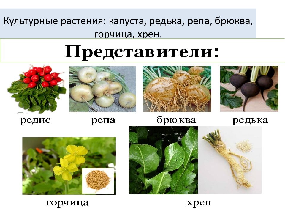 Приведите примеры капустных растений