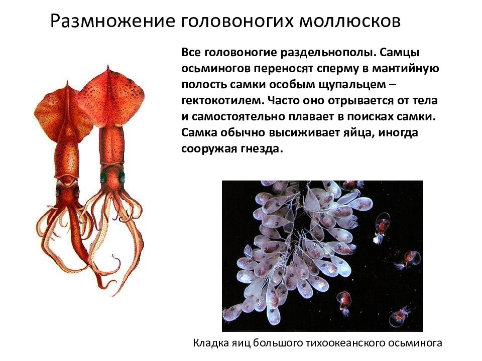 Половая головоногих. Головоногие моллюски размножение. Размножение и развитие головоногих моллюсков. Головоногие раздельнополые или гермафродиты. Оплодотворение у головоногих моллюсков.
