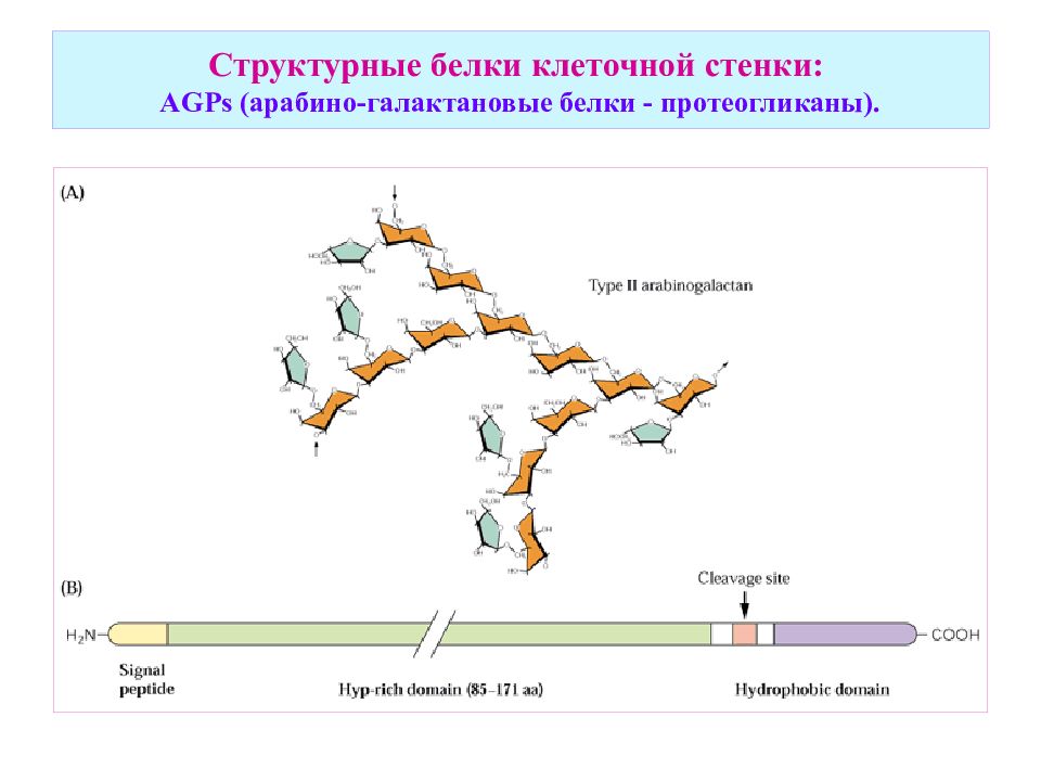 Клеточный белок. Структурные белки. Структурообразующие белки. Структурный белок. Клеточная стенка функции и белки.