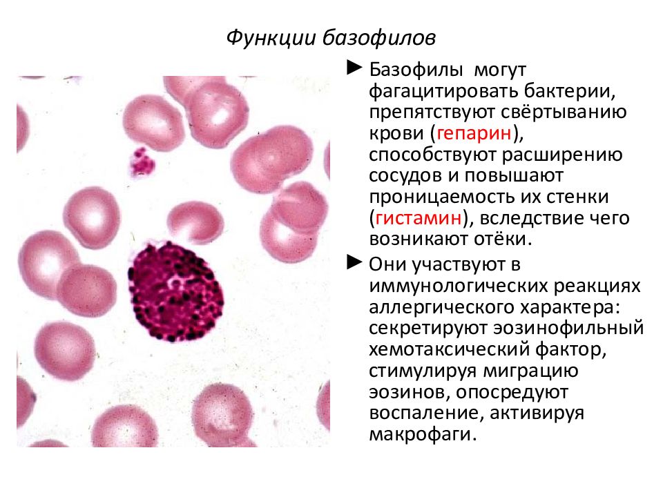 Базофилы место разрушения. Число клеток в 1 мм3 крови базофилы. Базофилы норма. Причины повышения базофилов. Превышены эозинофилы