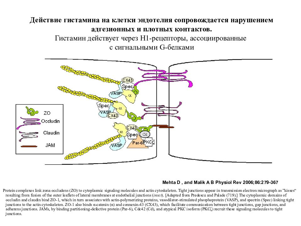 Строение хемотаксиса. Механизм действия гистамина. Схема действия гистамина на рецепторы. Эффекты гистамина. Действие гистамина на клетку.