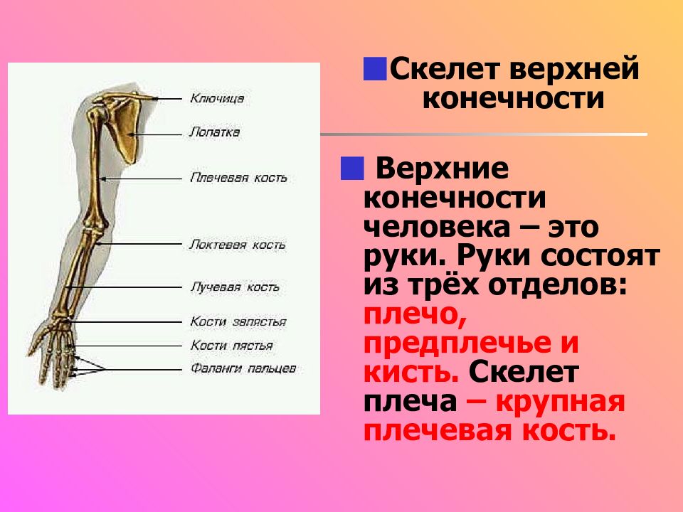 Три отдела кости. Скелет верхних конечностей состоит из 3 отделов. Скелет пояса верхних конечностей состоит. Строение скелета верхней конечности. Строение и функции скелета верхних конечностей.
