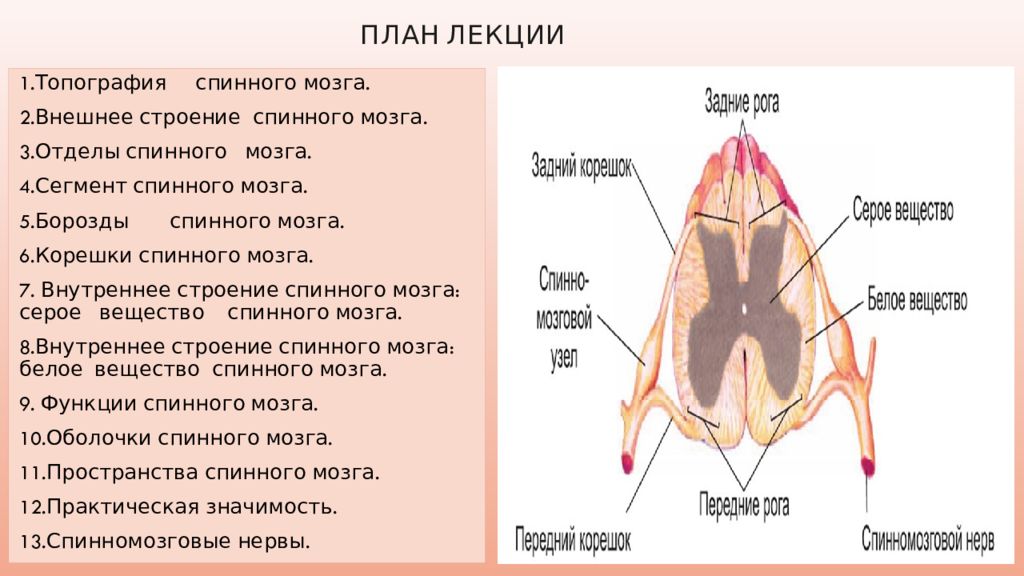 Строение спинного мозга презентация 8 класс