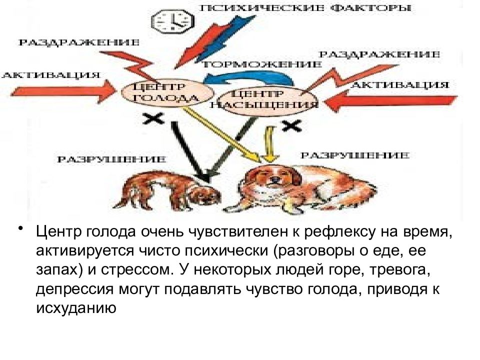 Рефлекс голода. Опыт с мышами на стресс и пищеварение. Чувство голода это рефлекс. Чем активируется центр голода. Чувство голода какой рефлекс.