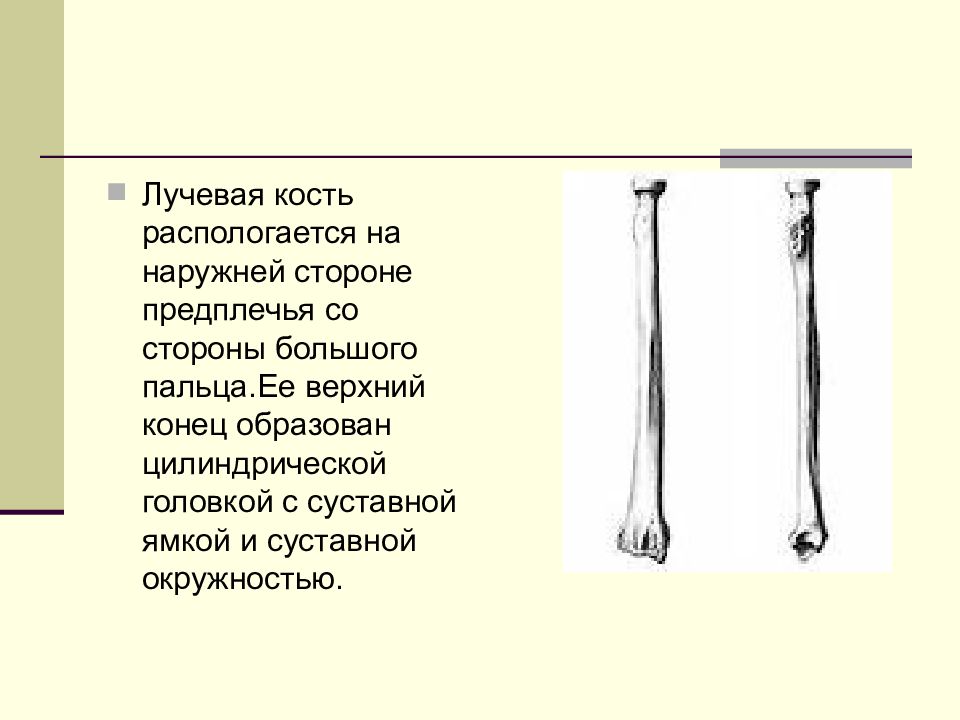 Лучевая кость. Верхний конец лучевой кости. Лучевая кость нижней конечности. Суставная окружность лучевой кости.