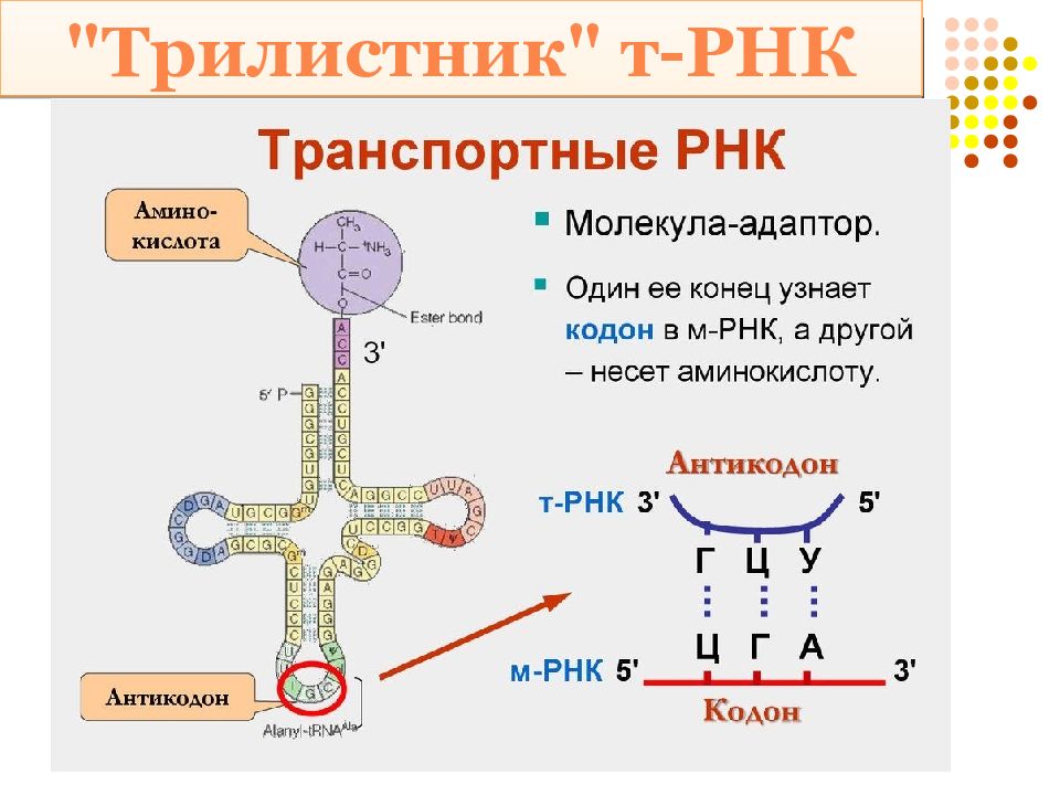 Презентация синтез белка в клетке