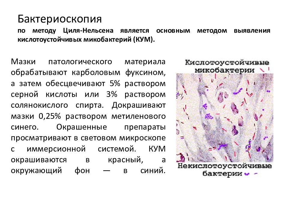 Микобактерии анализ. Бактериоскопический метод диагностики туберкулеза. Бактериоскопический метод исследования туберкулеза. Бактериоскопические методы диагностики туберкулеза. Метод диагностики туберкулеза микробиология.