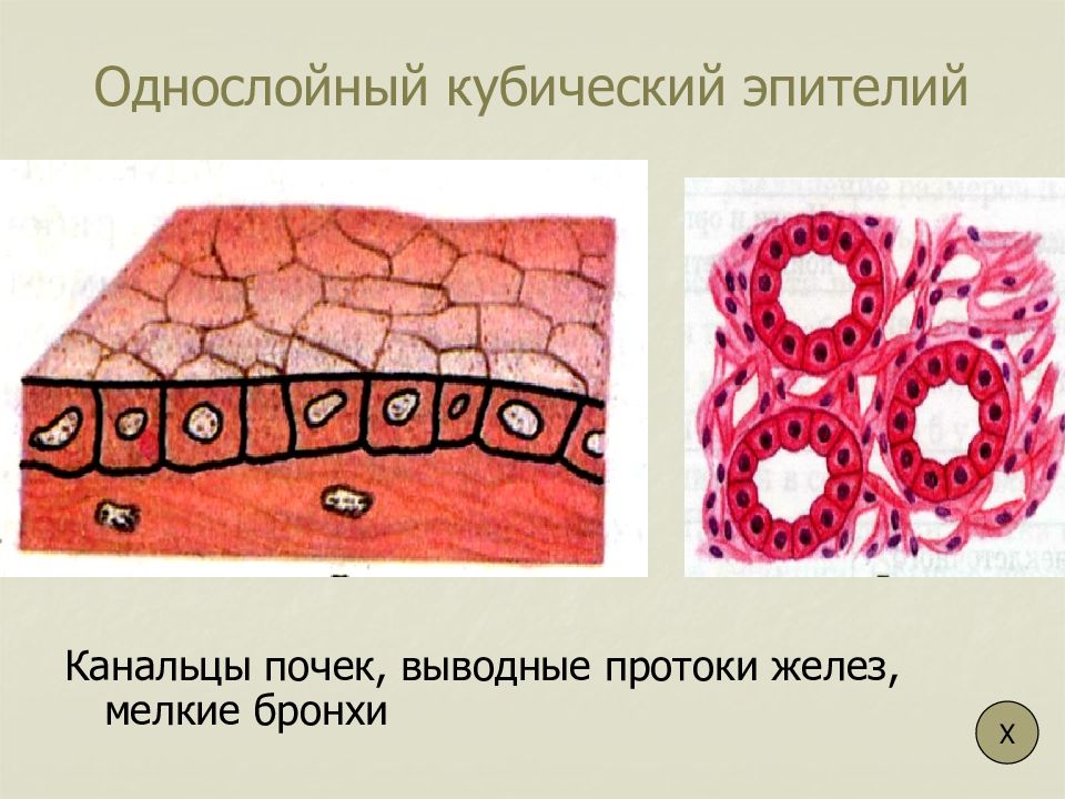 Кубический однослойный эпителий рисунок