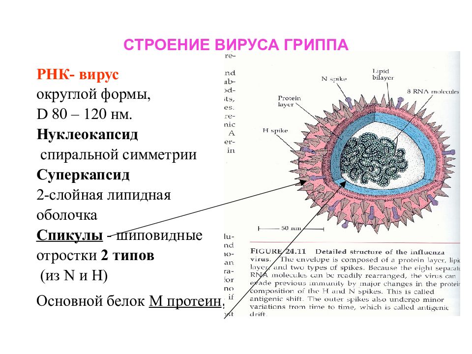 Рнк вирус гриппа а. Структура вируса гриппа микробиология. Строение оболочки вируса гриппа. Строение вируса нуклеокапсид. Морфология и структура вируса гриппа микробиология.