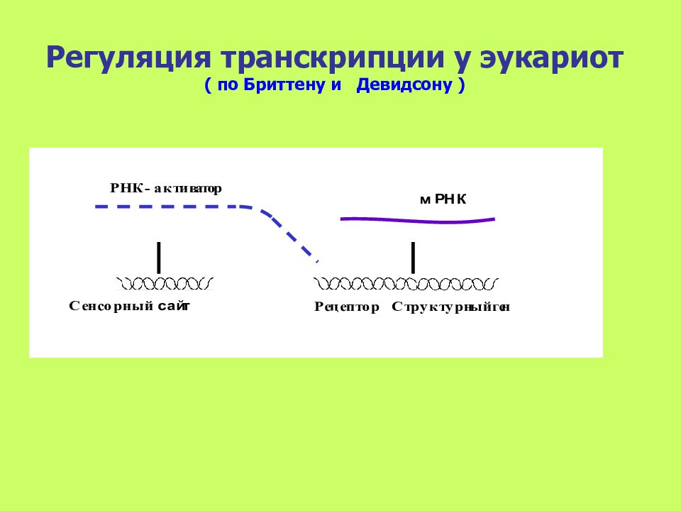 Регуляция у прокариот и эукариот. Регуляция транскрипции у эукариот. Схема регуляции транскрипции у эукариот. Регуляция инициации транскрипции у эукариот. Регуляция транскрипции у эукариот кратко.