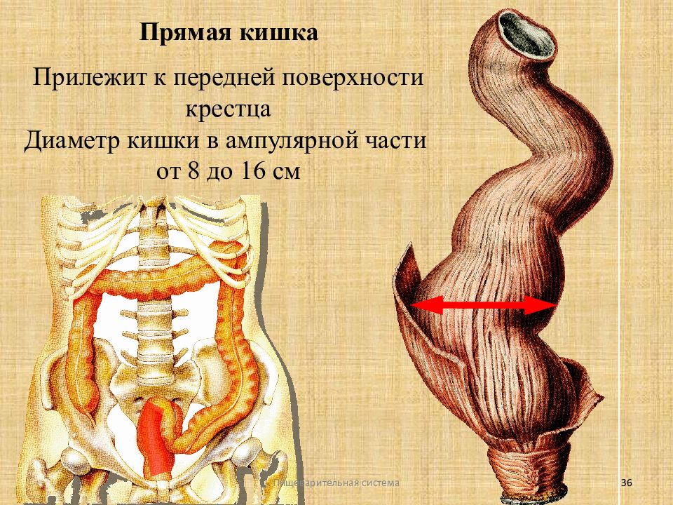 Прямая кишка. Пищеварительная система прямая кишка. Ампулярной части прямой кишки.