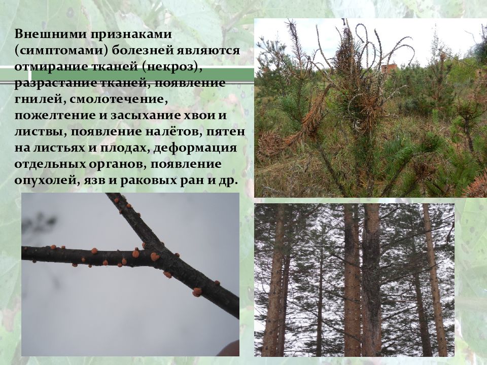 Внешние признаки деревьев. Болезни древесных растений. деформация,болезнь древесных растений. инфекционные болезни древесных пород. внешние признаки болезни дерева.
