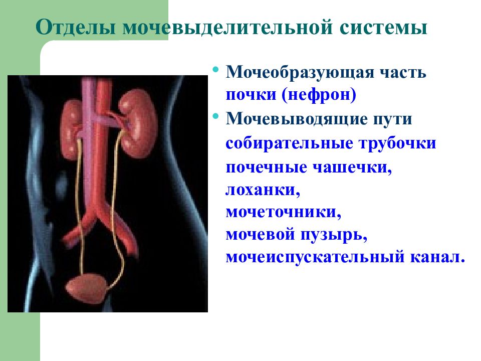 Мочевыделительная система почка нефрон. Мочевыделительная система-собирательная трубочка. Отделы мочевыделительной системы. Анатомия мочевыделительной системы. Собирательные почечные трубочки.