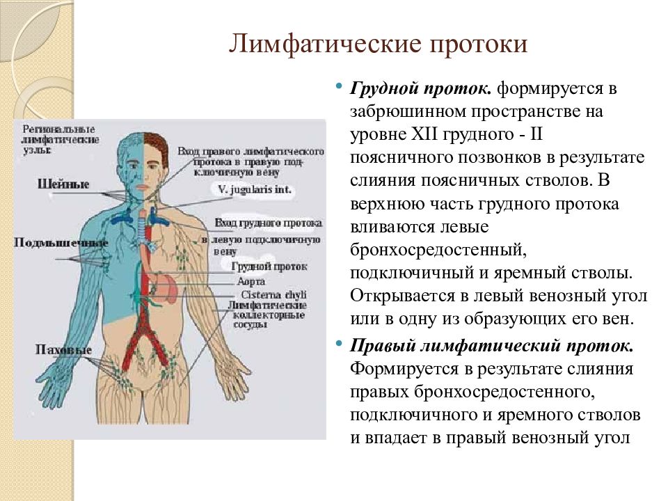 Расширение лимфатического протока. Лимфатические узлы сосуды протоки. Грудной проток лимфатической системы.