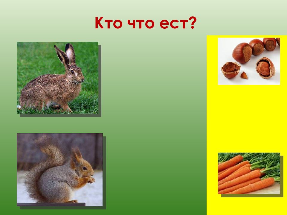 Картинки для детей кто что ест дикие животные