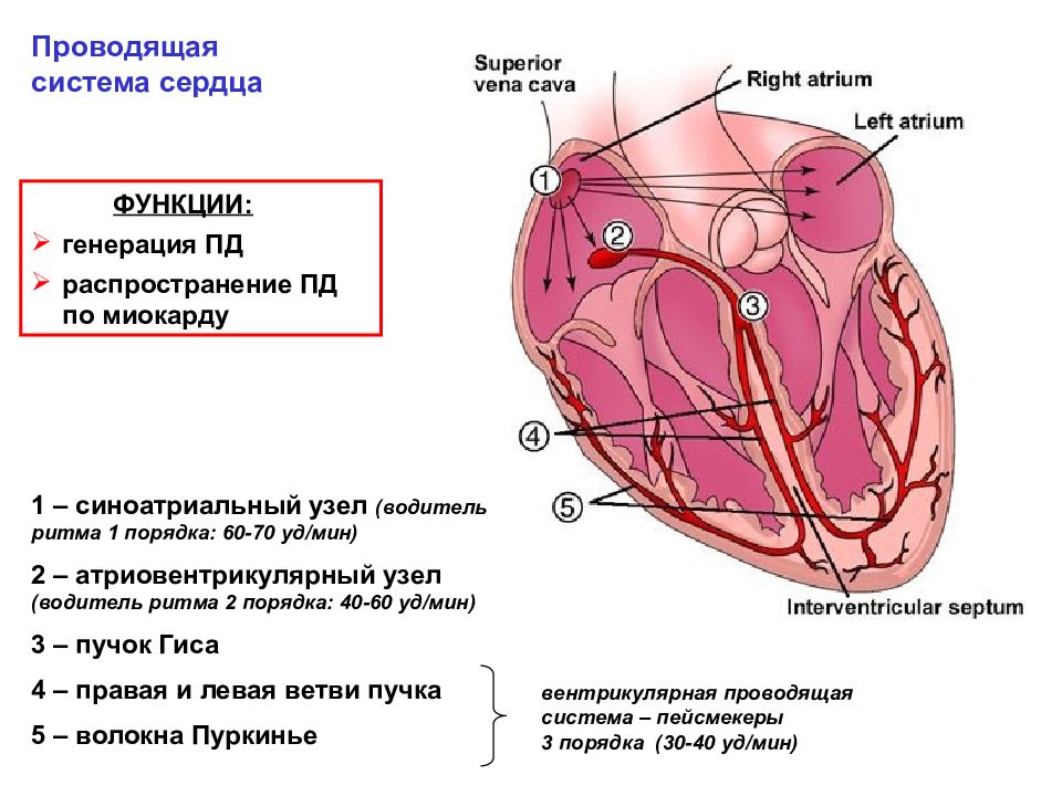 Схема электрической активности сердца является